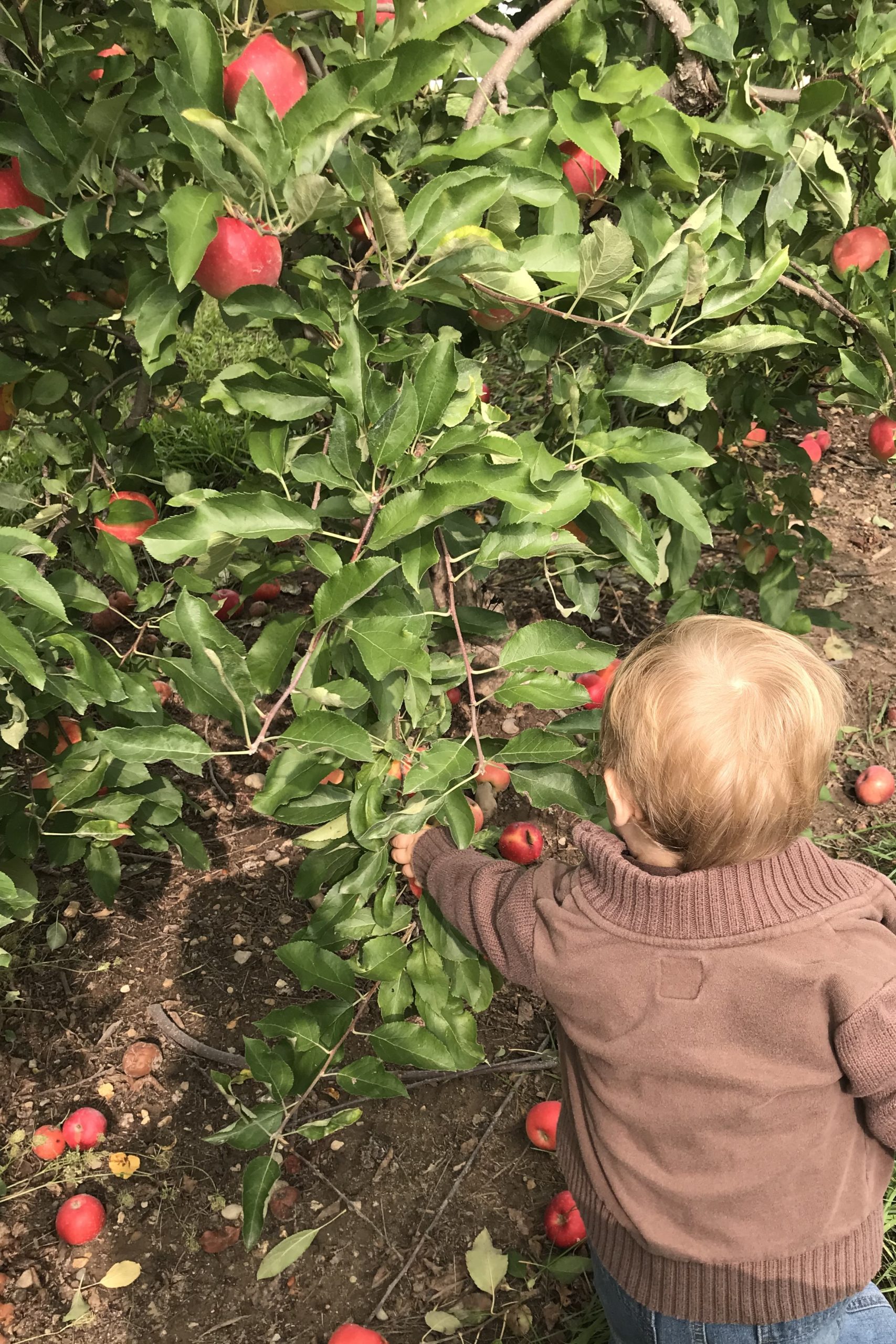 Small child picking an apple from an apple tree. 
