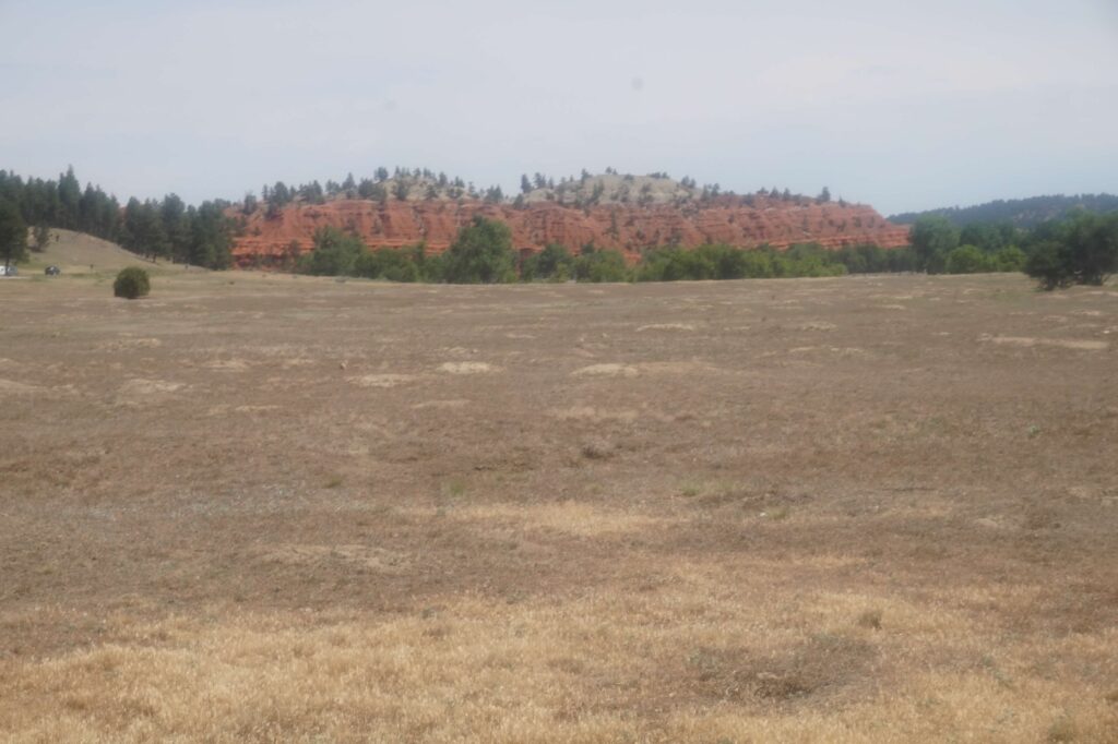 A prairie of light brown dirt and dead grass fills the foreground of the photo. Hard to see are small patches of brown in the grass.  In the back is a line of green trees at Devils Tower National Monument.  Beyond the trees is a red rock formation dotted with more trees near the top. 