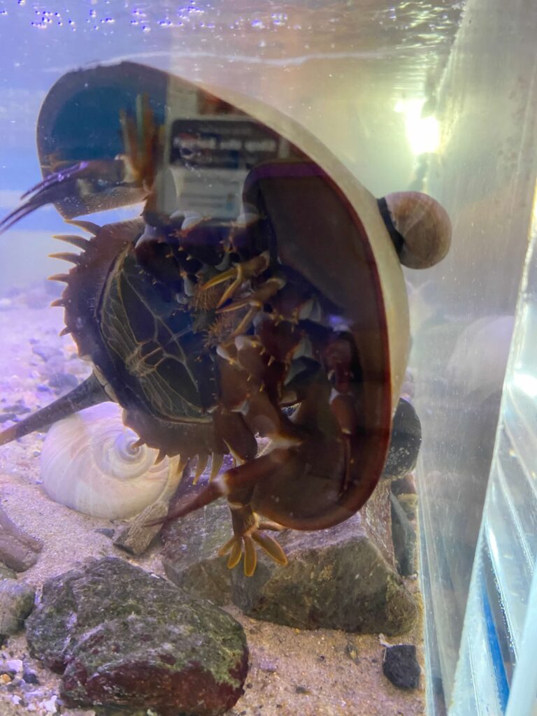 Horseshoe Crab at the Blue Ocean Discovery Center in Hampton Beach