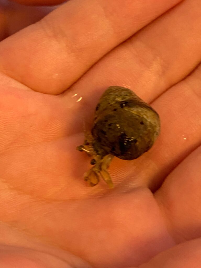 Small shelled sea creature at Blue Ocean Discovery Center, Hampton Beach