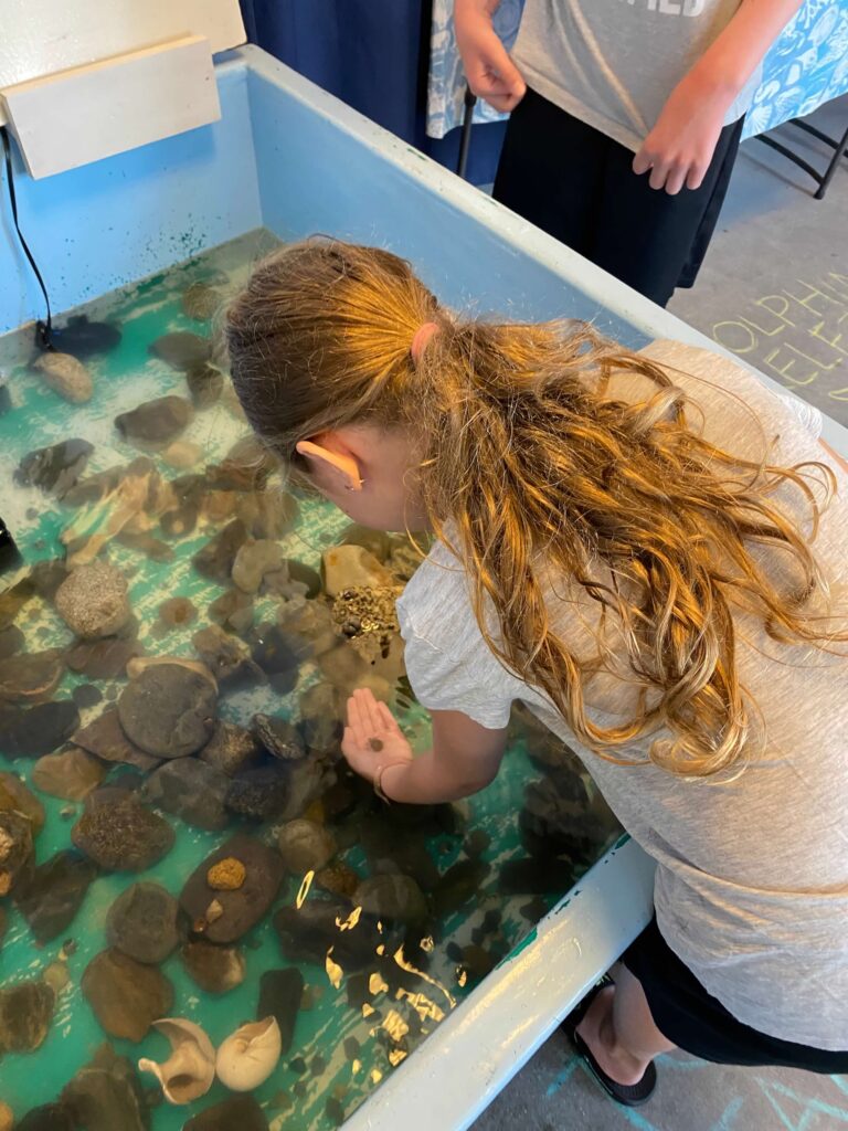 A child with a long blonde ponytail bends over a tank of water at Hampton Beach.  She has a small sea creature in the palm of her hand.  The water tank has a lot of rocks in it. 