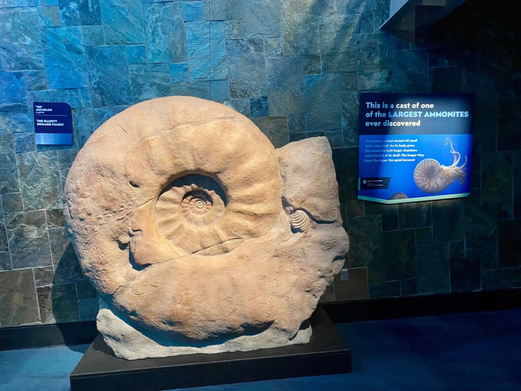 A cast of an ammonite over 4 feet tall in a low light area of the Children's Museum of Indianapolis