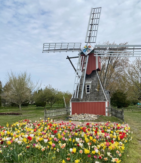 An old fashioned windmill is behind a small field of multi-colored tulips in Holland, Michigan.