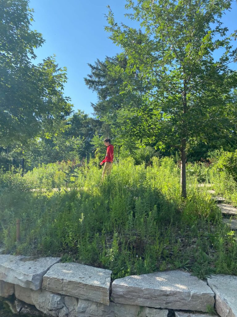 A child wearing a red sweatshirt walks among tall grasses in Bison's Bluff in Schaumburg, IL. There are large stones marking a path along the ground.