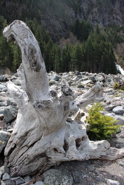 A knarled tree stump sits amongst rocks in Mount Rainier National Park