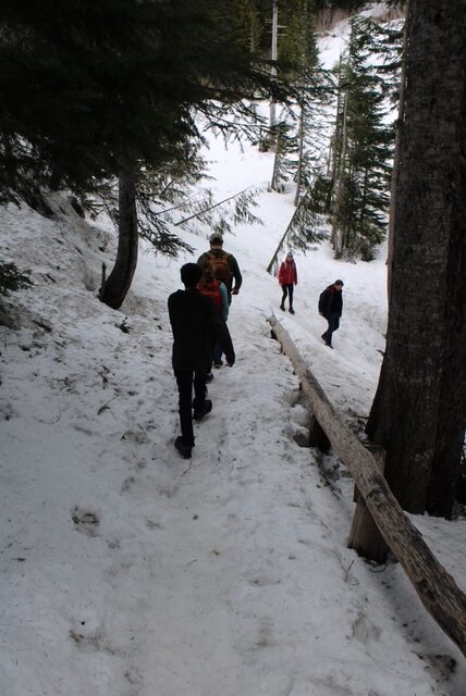 Four hikers follow a snowy trail.  Fir trees are also seen 