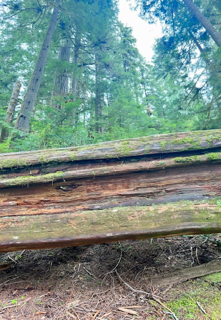 A downed tree lays horizontally among a forest of firs.  The tree is taller than an adult person. 