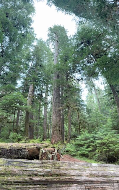 Trees stand tall in a forest in Mount Rainier National Park.  The sky peeks behind them. 