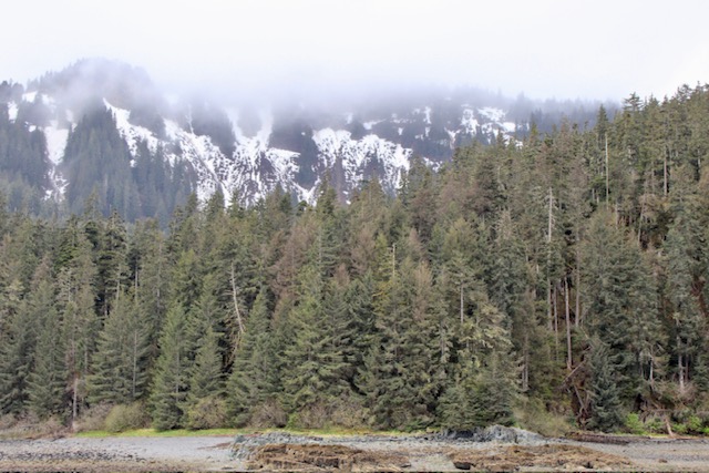A forest of pine trees on Icy Strait Point sits in front of misty, snowy mountains. 