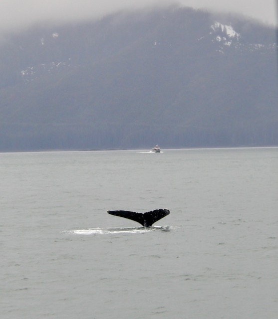 A whale tail breaches the water.  A mountain is seen through the mist.  