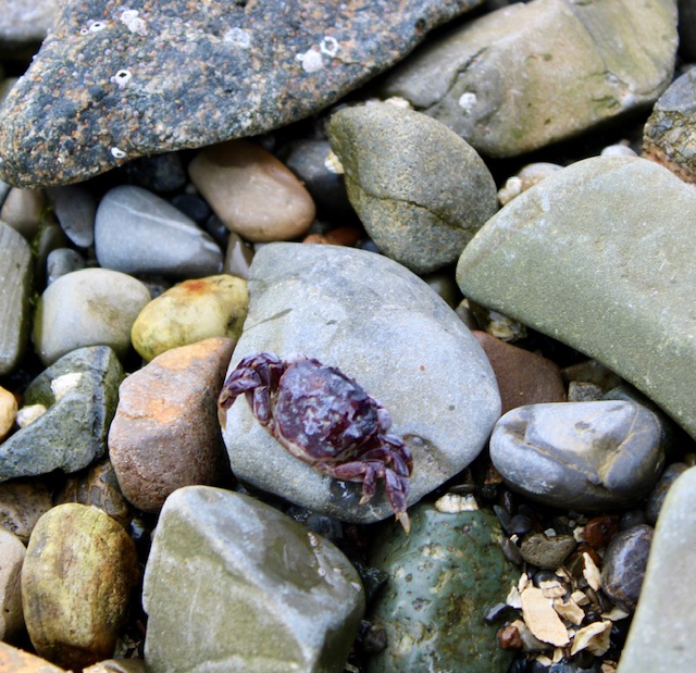 A small dark purple crab sit among rocks