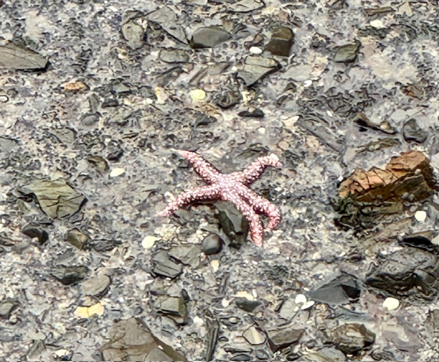 A light orange and skinny starfish lays on dirt and rocks.
