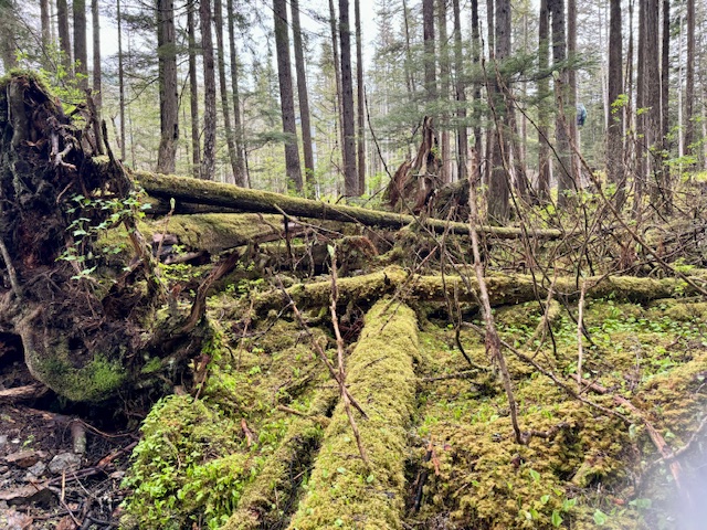 A forest with downed trees. The trunks that are on the ground are covered with moss.  Roots are visible from some of the downed trees.  Skinny trees are seen standing tall in the distance