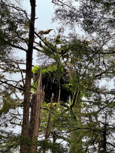 A large eagle's nest sits in the tree tops. 