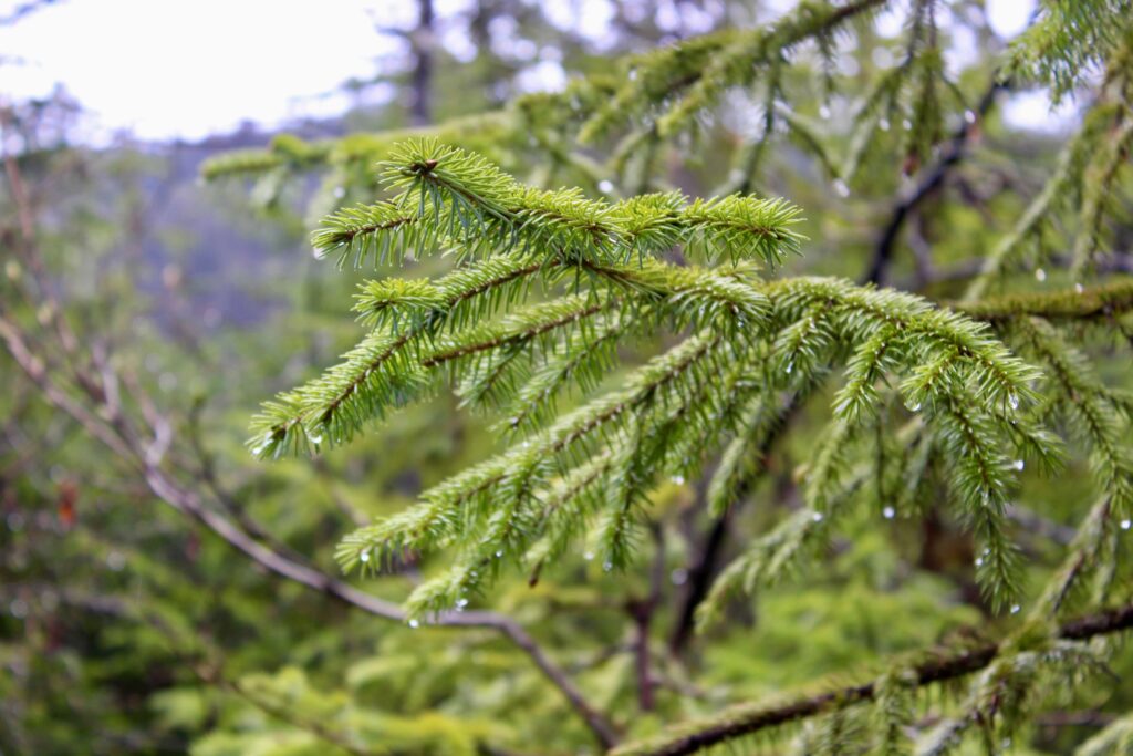 A close-up photo of an evergreen tree branch dripping in raindrops.  
