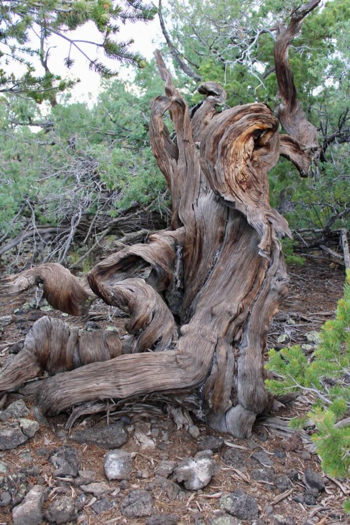 A gnarled and withered tree sits amongst other trees.  