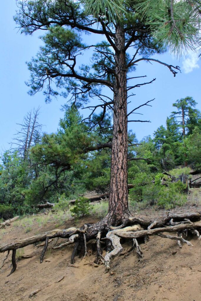A tree stands with its roots exposed as the ground erodes around it. 
