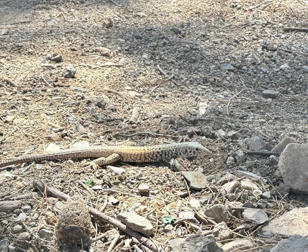A lizard blends in with the ground.  Everything is greyish/light brown desert sand  and some bits of rock. 