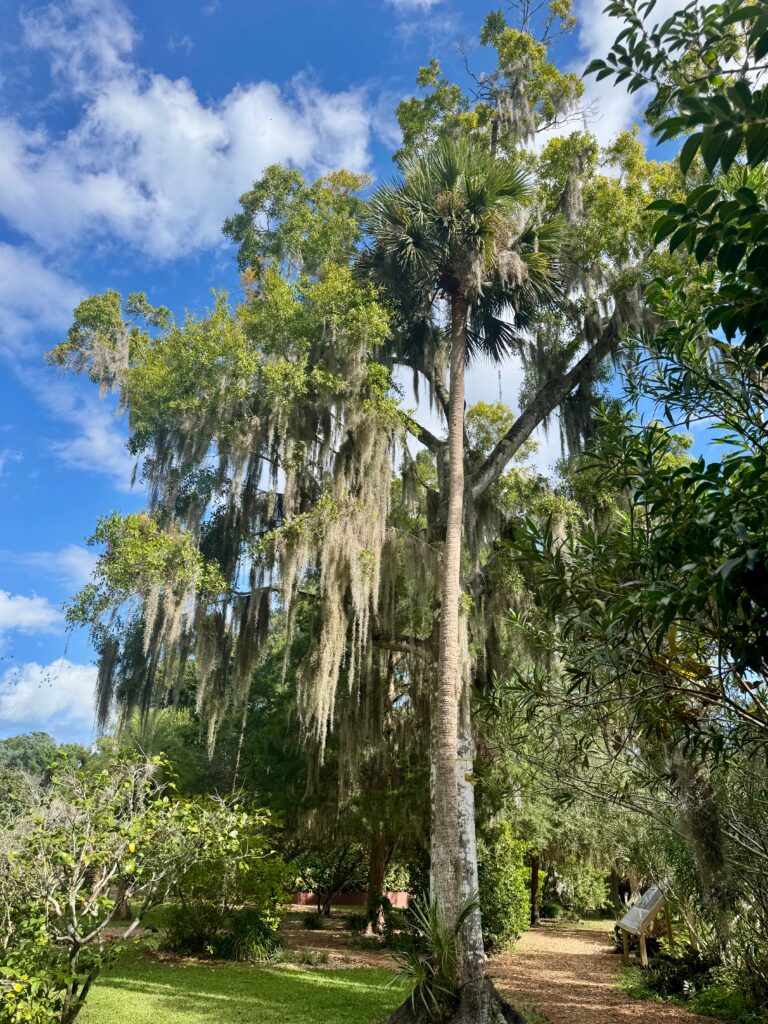 A Spanish moss tree with a blue sky behind it.  There are a few clouds in the sky. 