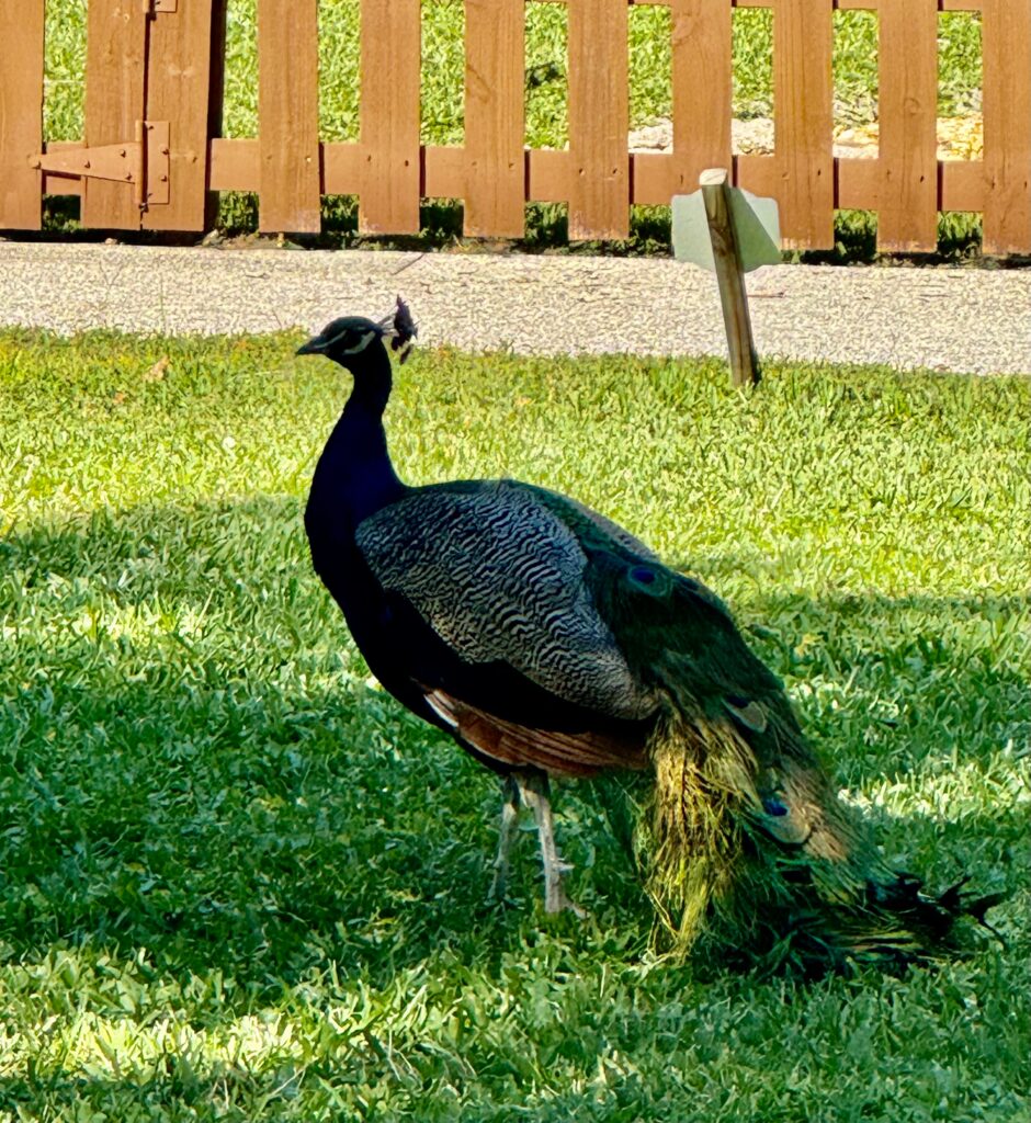 A peacock is on grass. 