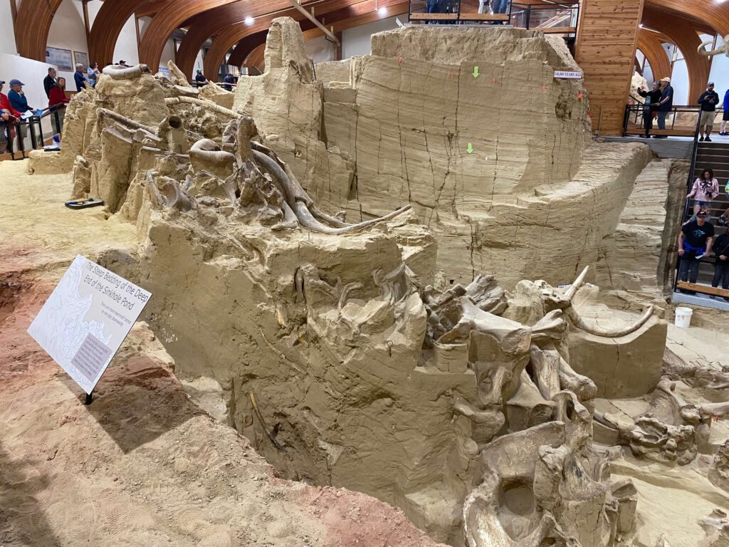 Fossils can be seen, half dug out, in The Mammoth site digging ground. 