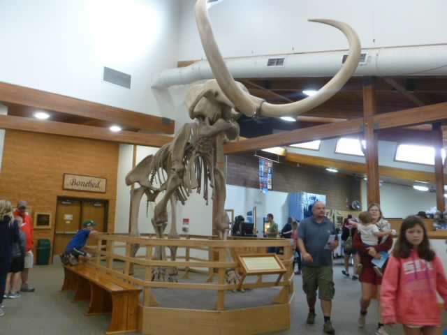 A skeleton of mammoth fossils is on display in the center of a large room at The Mammoth Site.