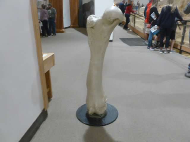 A replica of a mammoth leg fossil
